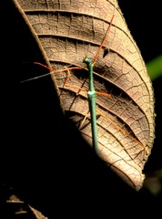 Marmessoidea rosea