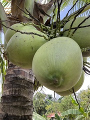 Cocos nucifera