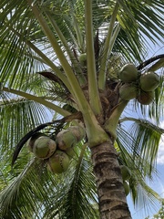 Cocos nucifera