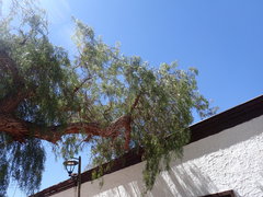 Prosopis chilensis