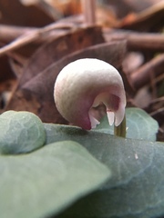 Corybas barbarae