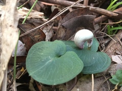 Corybas barbarae