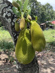 Artocarpus heterophyllus