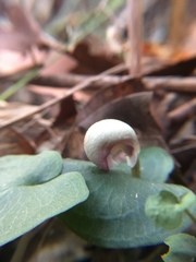 Corybas barbarae
