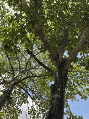 Artocarpus heterophyllus