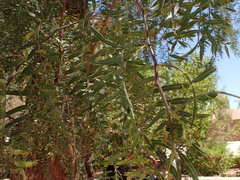 Prosopis chilensis