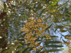 Prosopis chilensis