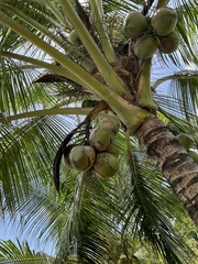 Cocos nucifera
