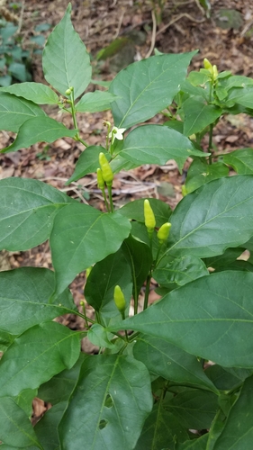 Capsicum annuum observed 2021-04-23