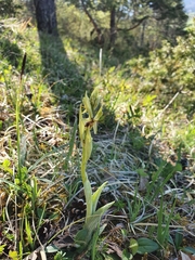 Ophrys sphegodes sphegodes
