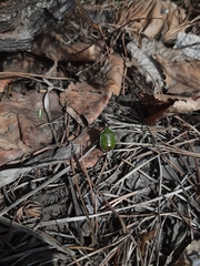 Chlorochroa juniperina