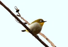 Zosterops maderaspatanus