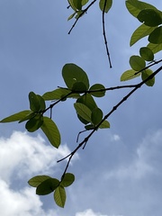 Psidium guajava