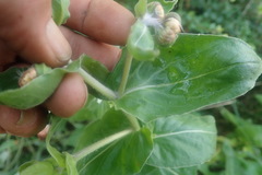 Helichrysum edwardsii