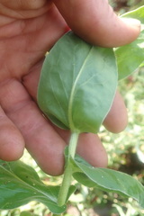 Helichrysum edwardsii