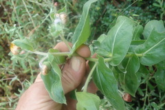 Helichrysum edwardsii