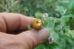 Helichrysum edwardsii