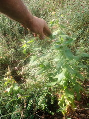 Helichrysum edwardsii