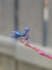 Ocyptamus dimidiatus