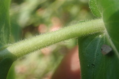 Helichrysum edwardsii