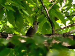 Coccothraustes coccothraustes