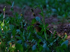 Garrulax canorus