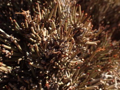 Ephedra breana