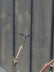 Ocyptamus dimidiatus