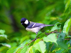 Parus minor
