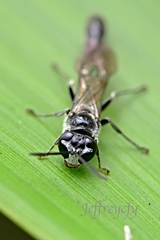 Trypoxylon petiolatum