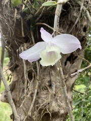 Dendrobium aphyllum