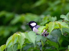 Parus minor