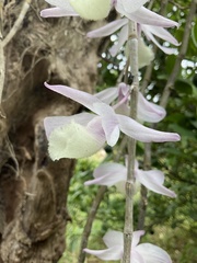 Dendrobium aphyllum