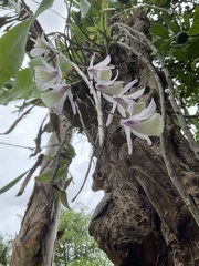 Dendrobium aphyllum