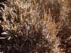 Ephedra breana