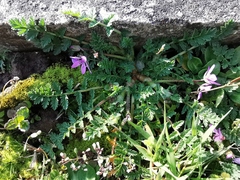 Erodium cicutarium