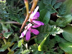 Erodium cicutarium