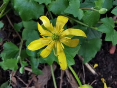 Ficaria verna