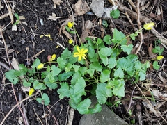 Ficaria verna