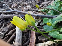 Ficaria verna