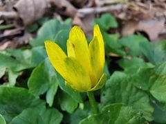 Ficaria verna