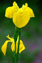 Iris pseudacorus
