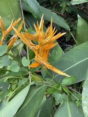 Heliconia psittacorum