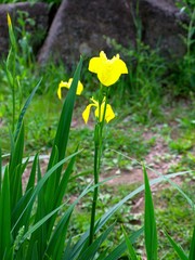 Iris pseudacorus