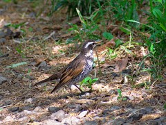 Turdus eunomus