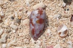 Conus tulipa