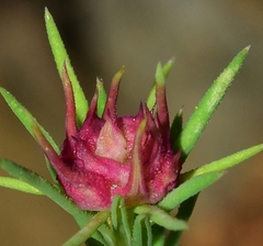 Dasineura asperulae