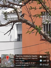 Turdus merula