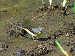 Motacilla cinerea