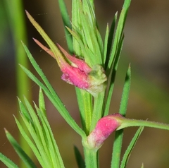 Dasineura asperulae